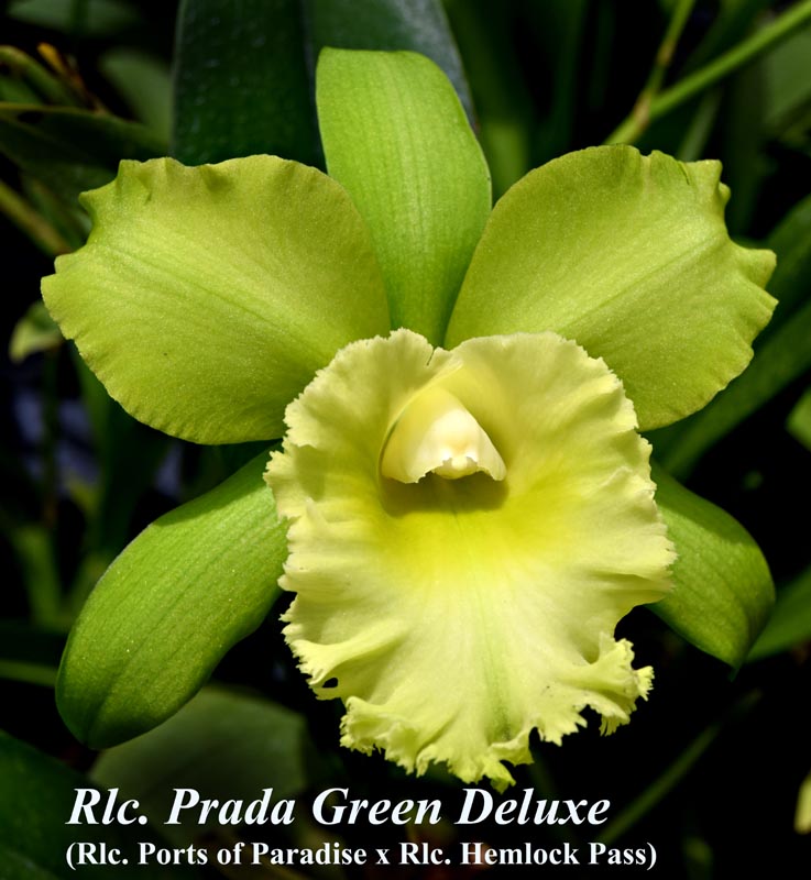 Rlc. Prada Green Deluxe 2 1/2 inch pot